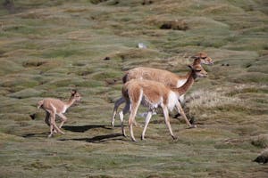 Vicuna photo by Cheesemans’ Ecology Safaris