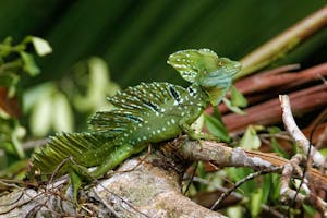 Plumed Basilisk male by Marc Lombardi
