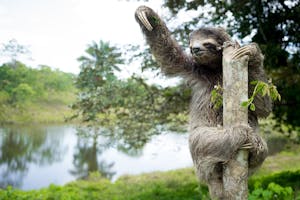 Brown-throated Sloth