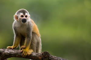 Central American Squirrel Monkey