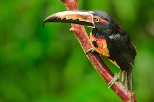 Collared Aracari
