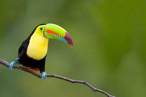 Keel-billed Toucan
