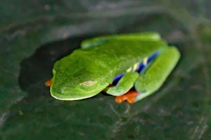 Red-eyed Tree Frog by Marc Lombardi