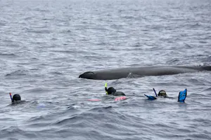 Snorkeling with a Sperm Whale photo by Cheesemans’ Ecology Safaris