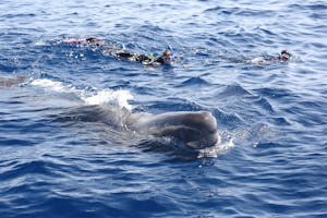 Snorkeling with a Sperm Whale photo by Cheesemans’ Ecology Safaris