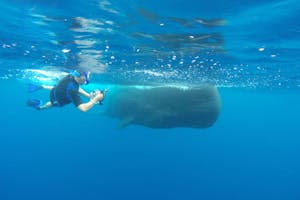Photographing a Sperm Whale while snorkeling photo by Cheesemans’ Ecology Safaris