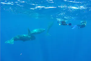 Snorkeling with Sperm Whales photo by Cheesemans’ Ecology Safaris