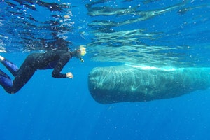 Snorkeling with a Sperm Whale photo by Cheesemans’ Ecology Safaris