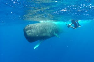 Snorkeling with a Sperm Whale photo by Cheesemans’ Ecology Safaris