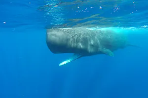 Sperm Whale photo by Cheesemans’ Ecology Safaris