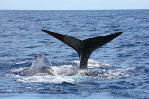 Sperm Whale photo by Cheesemans’ Ecology Safaris