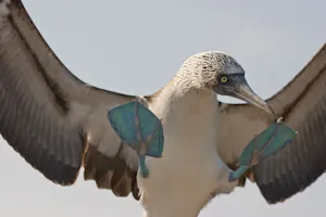 Blue-footed Booby photo by Cheesemans’ Ecology Safaris