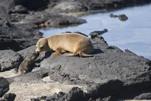 Galapagos Fur Seal mother and pup photo by Cheesemans’ Ecology Safaris