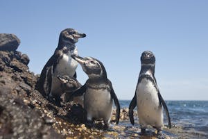Galapagos Penguins photo by Cheesemans’ Ecology Safaris