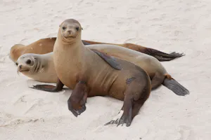 Galapagos Sea Lions photo by Cheesemans’ Ecology Safaris