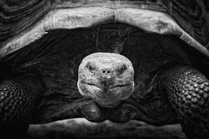 Giant Tortoise photo by Scott Davis photo by Scott Davis with Cheesemans’ Ecology Safaris
