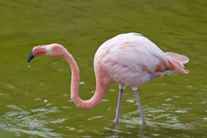 Greater Flamingo photo by Cheesemans’ Ecology Safaris