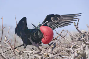 Great Frigatebird photo by Cheesemans’ Ecology Safaris