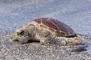 Green Sea Turtle comes ashore photo by Cheesemans’ Ecology Safaris