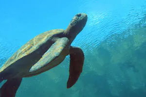 Snorkeling with a Green Sea Turtle photo by Cheesemans’ Ecology Safaris