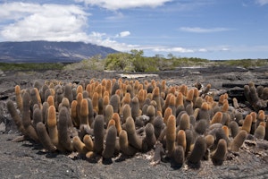 Fernandina Island, Galapagos Islands photo by Cheesemans’ Ecology Safaris