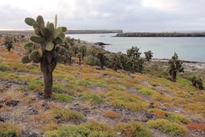 Giant Prickly Pear Cactus on Santa Fe Island photo by Cheesemans’ Ecology Safaris
