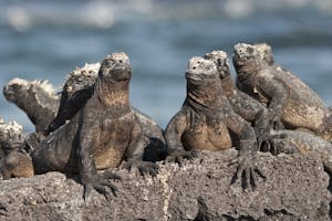 Marine Iguanas photo by Cheesemans’ Ecology Safaris
