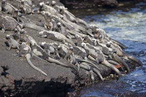 Marine Iguanas photo by Cheesemans’ Ecology Safaris