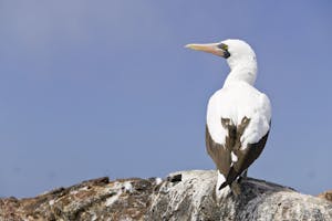 Nazca Booby photo by Cheesemans’ Ecology Safaris
