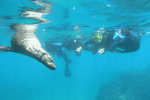 Snorkeling with a Galapagos Sea Lion photo by Cheesemans’ Ecology Safaris