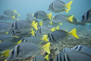 Snorkeling with fish photo by Cheesemans’ Ecology Safaris