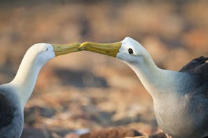 Waved Albatross photo by Cheesemans’ Ecology Safaris