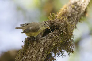 Woodpecker Finch photo by Cheesemans’ Ecology Safaris