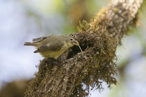 Woodpecker Finch photo by Cheesemans’ Ecology Safaris