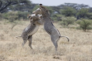 Grevy's Zebra photo by Cheesemans’ Ecology Safaris