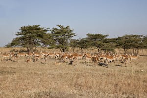 Impala herd photo by Cheesemans’ Ecology Safaris