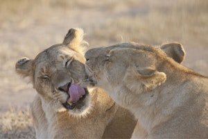 Lions photo by Cheesemans’ Ecology Safaris