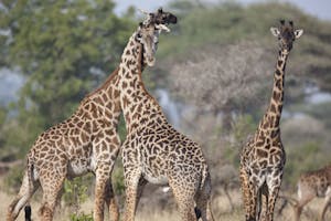 Masai Giraffe photo by Cheesemans’ Ecology Safaris