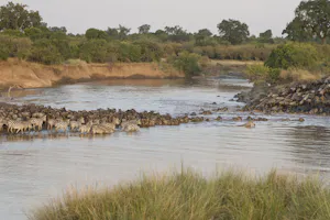 Common Zebra and Wildebeest cross the Mara River photo by Cheesemans’ Ecology Safaris