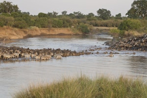 Common Zebra and Wildebeest cross the Mara River photo by Cheesemans’ Ecology Safaris