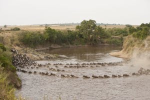 Wildebeest cross the Mara River photo by Cheesemans’ Ecology Safaris