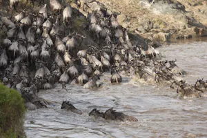 Wildebeest cross the Mara River photo by Cheesemans’ Ecology Safaris