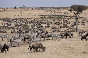 Common Zebra and Wildebeest migrate through the Masai Mara Game Reserve on the Serengeti photo by Cheesemans’ Ecology Safaris