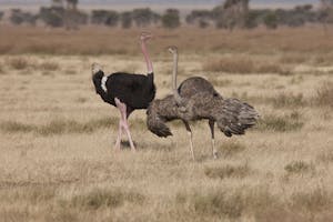 Masai Ostrich photo by Cheesemans’ Ecology Safaris