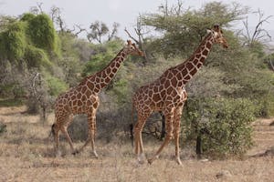 Reticulated Giraffe photo by Cheesemans’ Ecology Safaris