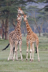 Rothchild's Giraffe photo by Cheesemans’ Ecology Safaris