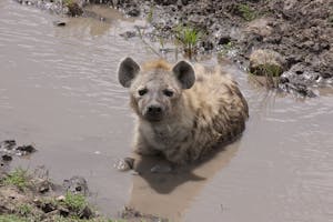 Spotted Hyena photo by Cheesemans’ Ecology Safaris