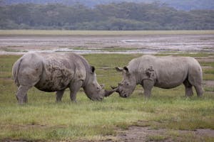 White Rhinocerous photo by Cheesemans’ Ecology Safaris