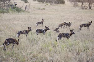 Wild Dogs photo by Cheesemans’ Ecology Safaris