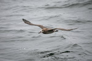 Black-footed Albatross photo by Cheesemans’ Ecology Safaris